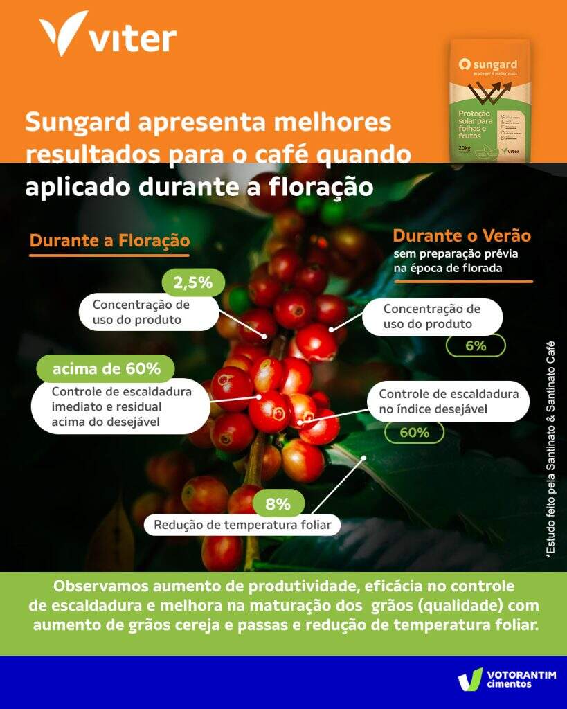 Exposição da lavoura de café aos raios solares os cuidados e